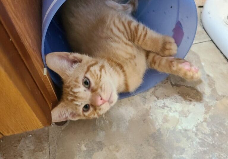 An orange tabby kitten laying in a blue bucket.