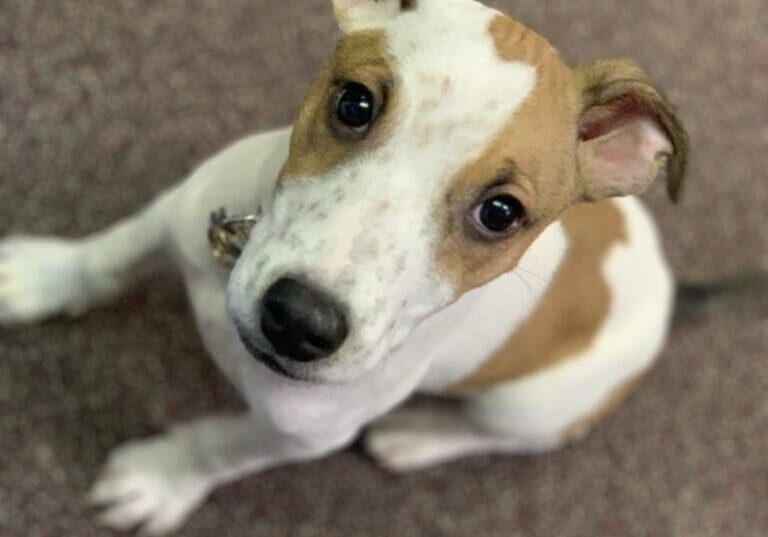 A small brown and white dog is sitting on the floor.