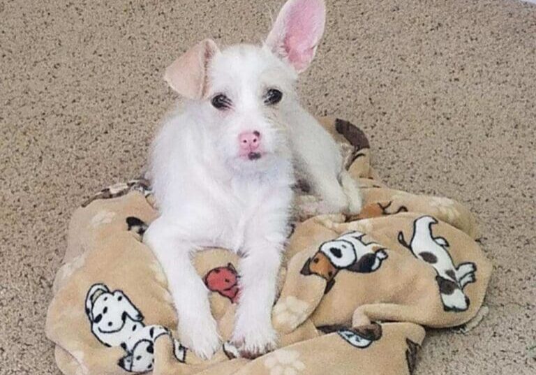 A small white dog laying on a dog bed.