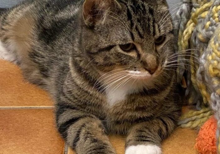 A tabby cat laying on the floor next to a blanket.