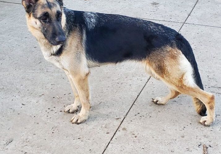 A black and tan german shepherd standing on a sidewalk.