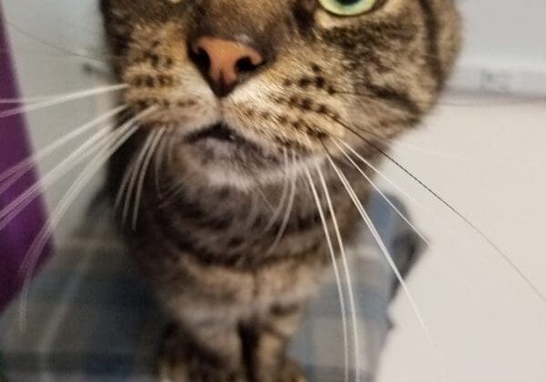 A tabby cat looking up at the camera.