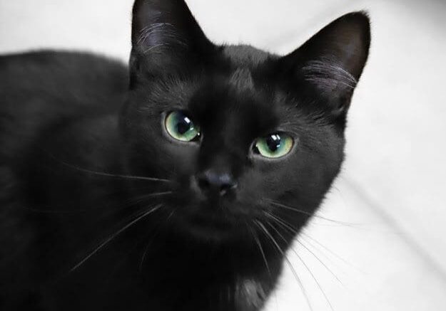 A black cat with green eyes looking at the camera.