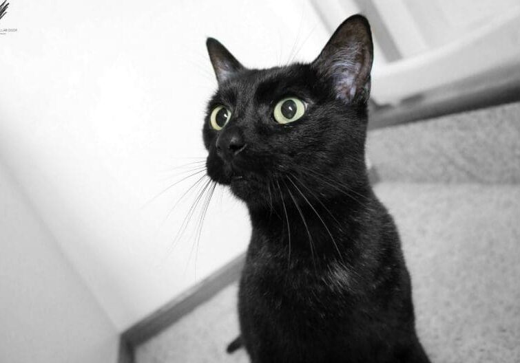 A black cat with green eyes looking at the camera.