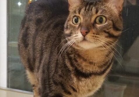 A tabby cat standing on a window sill.