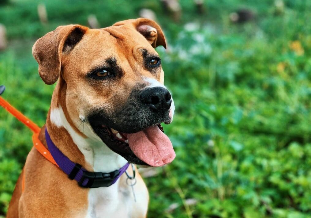 A brown and white dog is sitting on a leash in the grass.