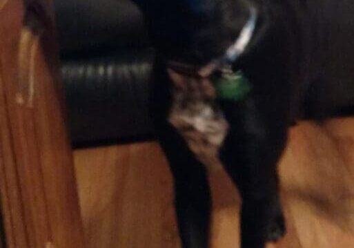 A black dog standing on a hardwood floor.