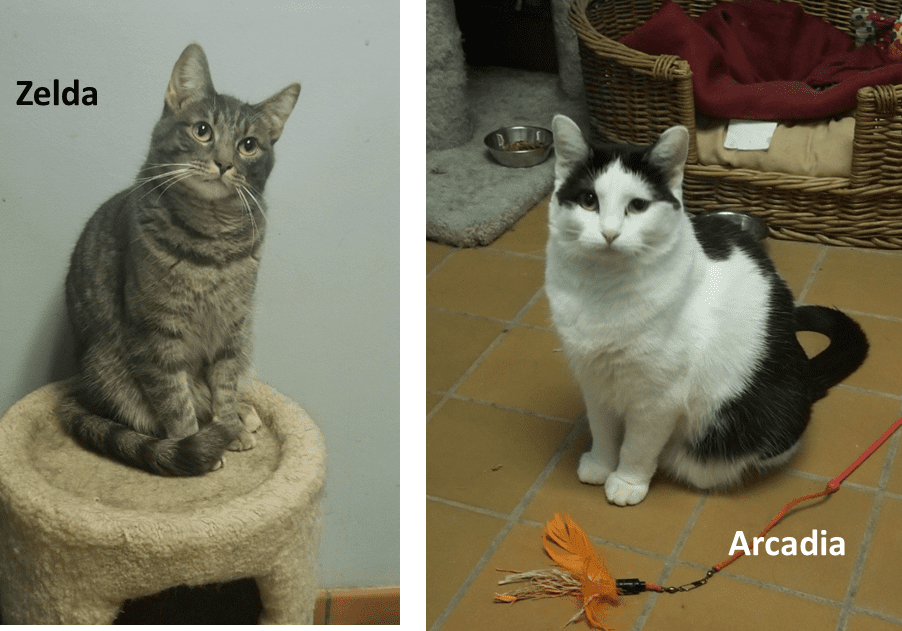 Two pictures of two cats, zeda and arcadia.