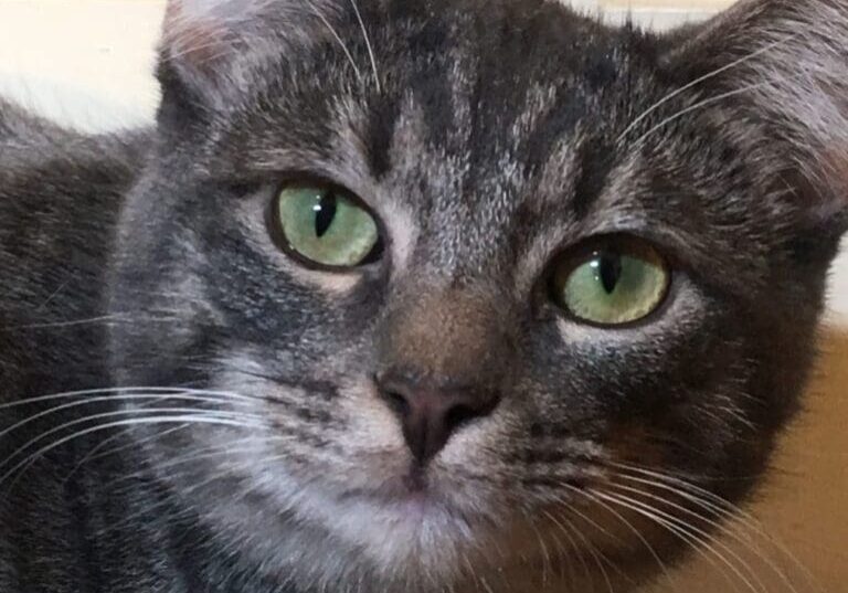 A gray cat with green eyes is sitting on a door.