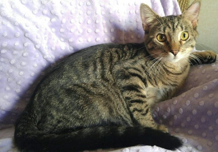 A tabby cat sitting on a purple blanket.