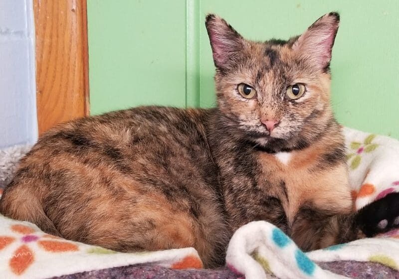 A calico cat laying on a bed in a room.