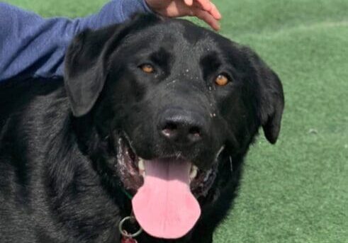 Person - adoptable labrador retriever & chihuahua mix in houston, texas.