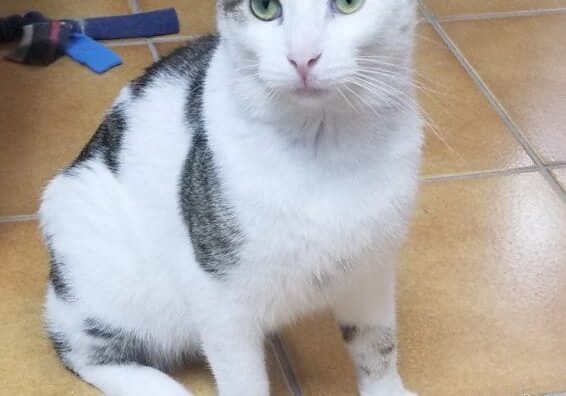 A black and white cat sitting on a tiled floor.