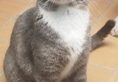 A gray cat is sitting on a tile floor.