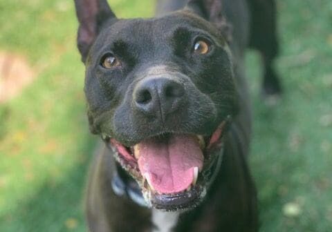 A black dog standing on the grass with his mouth open.