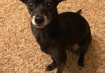 Person, an adoptable chihuahua & chihuahua mix in scottsdale.