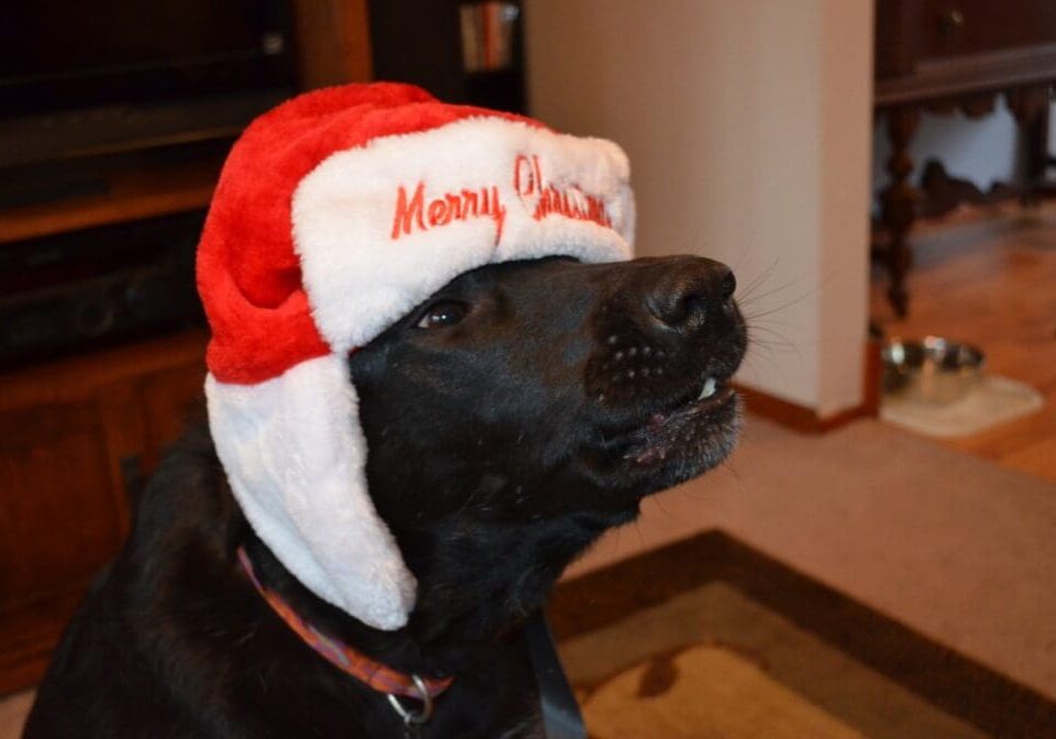 A black dog wearing a santa hat.