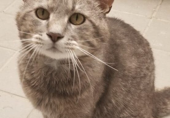 A gray cat sitting on a tile floor.