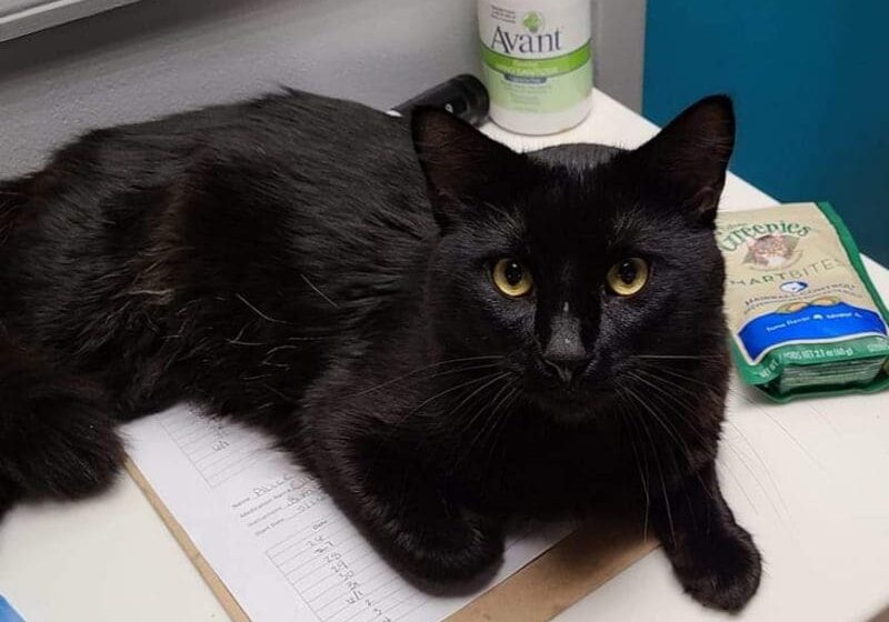 A black cat sitting on top of a desk.