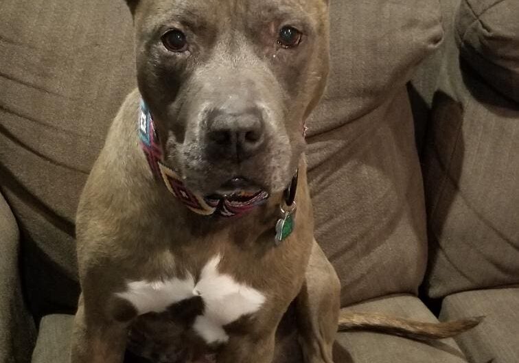 A dog sitting on a couch in a living room.