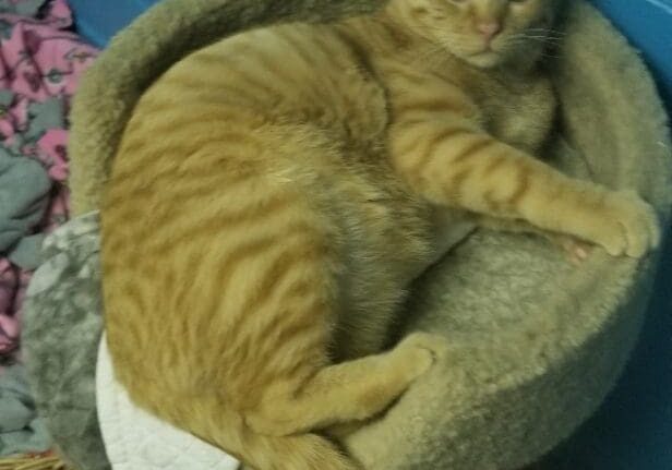 An orange tabby cat laying on top of a cat bed.