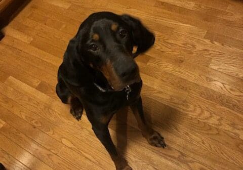 A black and tan dog standing on a wooden floor.