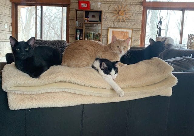 Four cats laying on top of a couch in a living room.