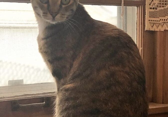 A cat sitting on top of a desk in front of a window.