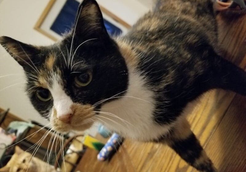 A calico cat is standing on a wooden floor.