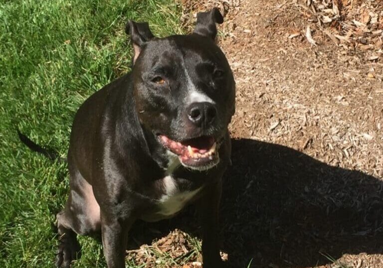 A black dog sitting in the grass with his mouth open.