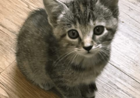 A kitten sitting on a wooden floor with the words clarry sage.