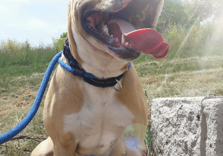 A dog sitting on a leash in the grass.