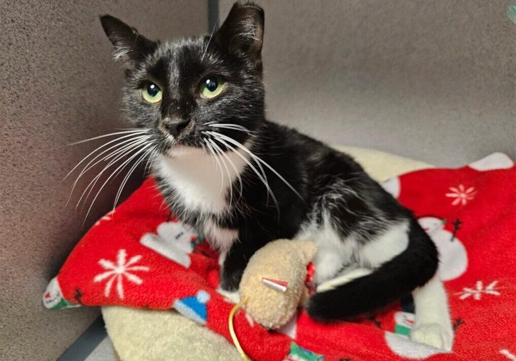 A black and white cat sits on top of a stuffed animal.