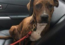 A brown dog sitting in the back seat of a car.