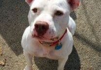 A white dog with a red collar sitting on the ground.