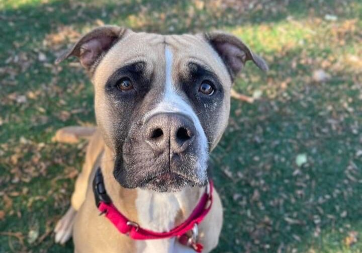 Person, an adoptable pit bull terrier & chihuahua mix in san diego, ca.