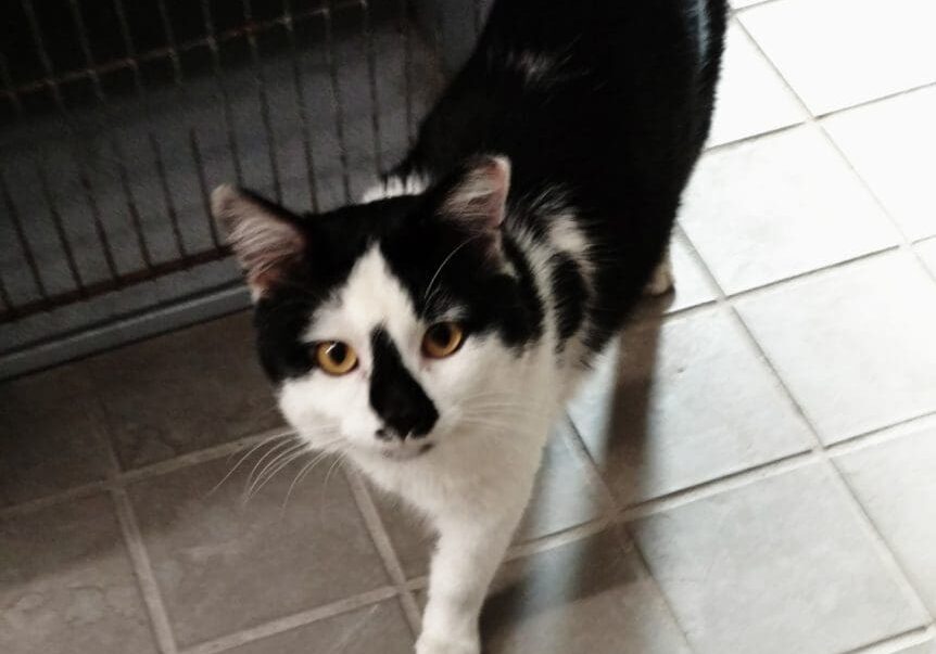 A black and white cat standing on a tile floor.