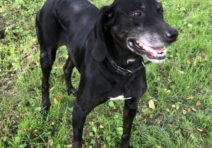 Person, an adoptable dachshund & cocker spaniel mix in cleveland, oh.