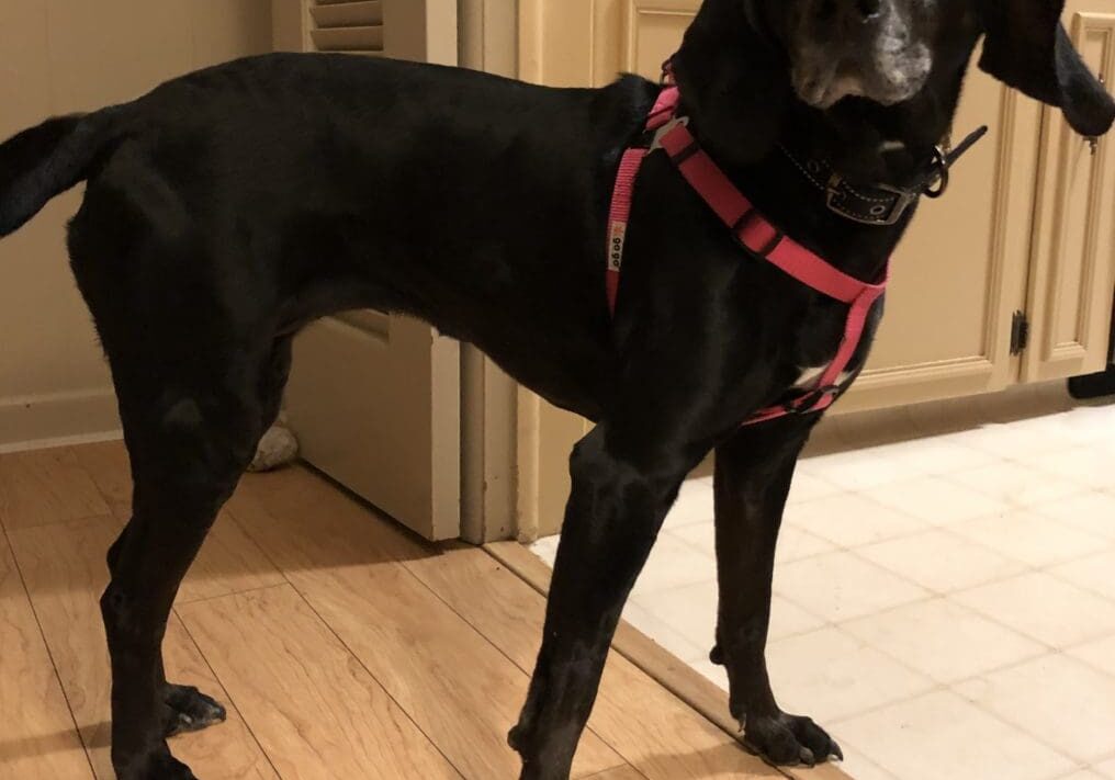 A black dog wearing a pink harness in a kitchen.