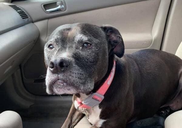 A black dog sitting in the driver's seat of a car.