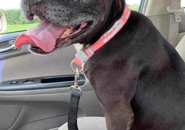 A black dog sitting in the back seat of a car.