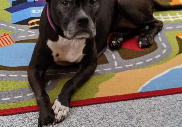 A black dog laying on a colorful rug.