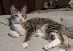 A tabby cat laying on top of a bed.