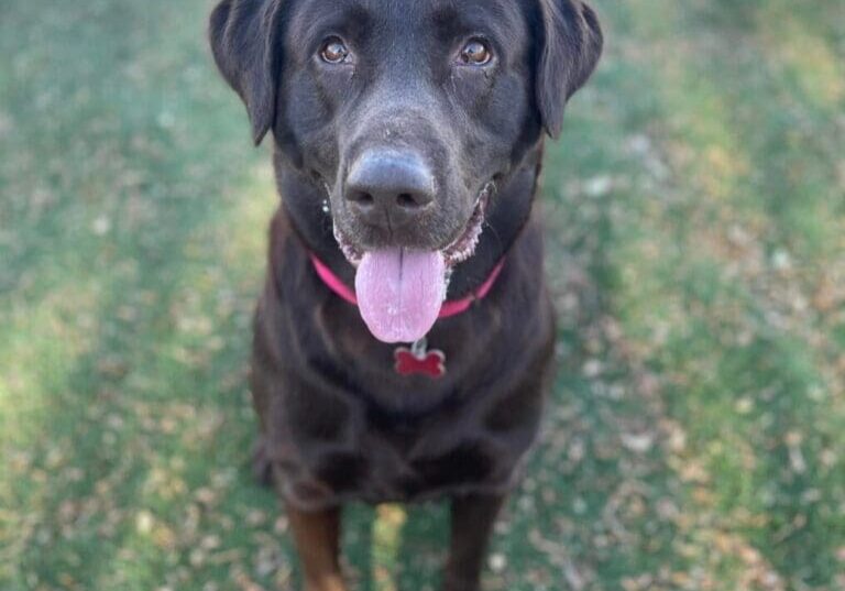 A black labrador retriever is sitting on the grass.