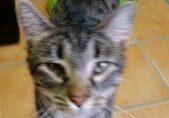 A tabby cat standing on a tile floor.