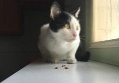 A black and white cat sitting on a window sill.