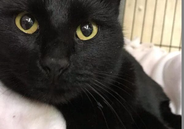 A black cat with yellow eyes laying on a blanket.