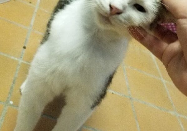 A person is petting a cat in a kennel.