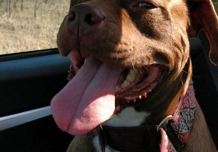 A brown and white dog sitting in the back seat of a car.