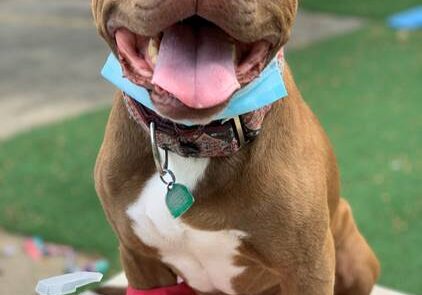 Smiling brown dog wearing red boots.